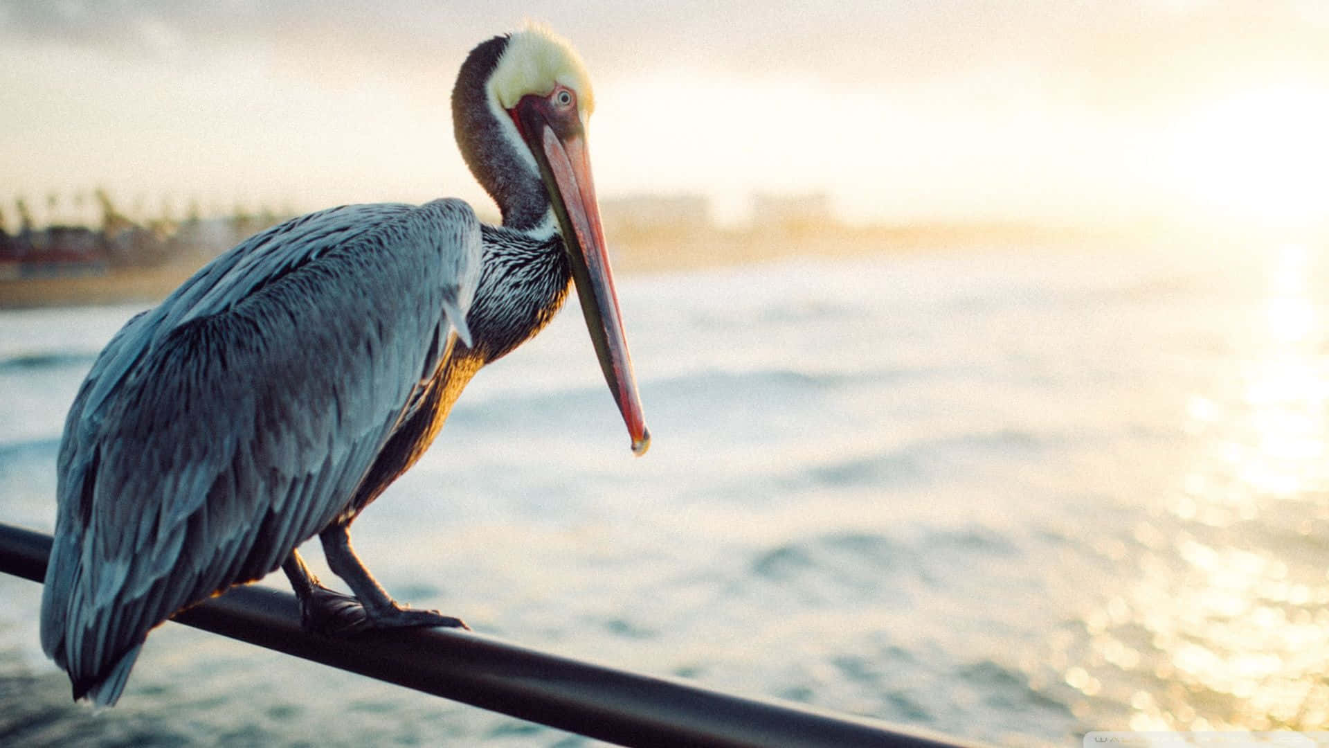 Pelicans Soaring Above Delicate Waters