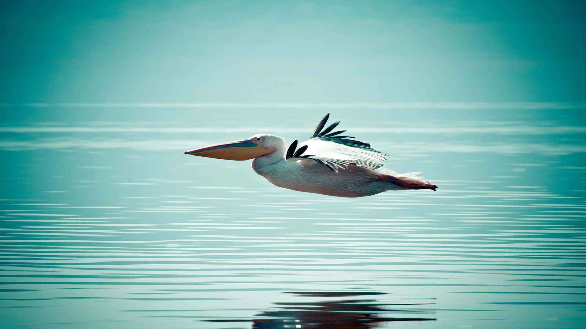 Pelicans Spend The Afternoon Interacting At The Water's Edge