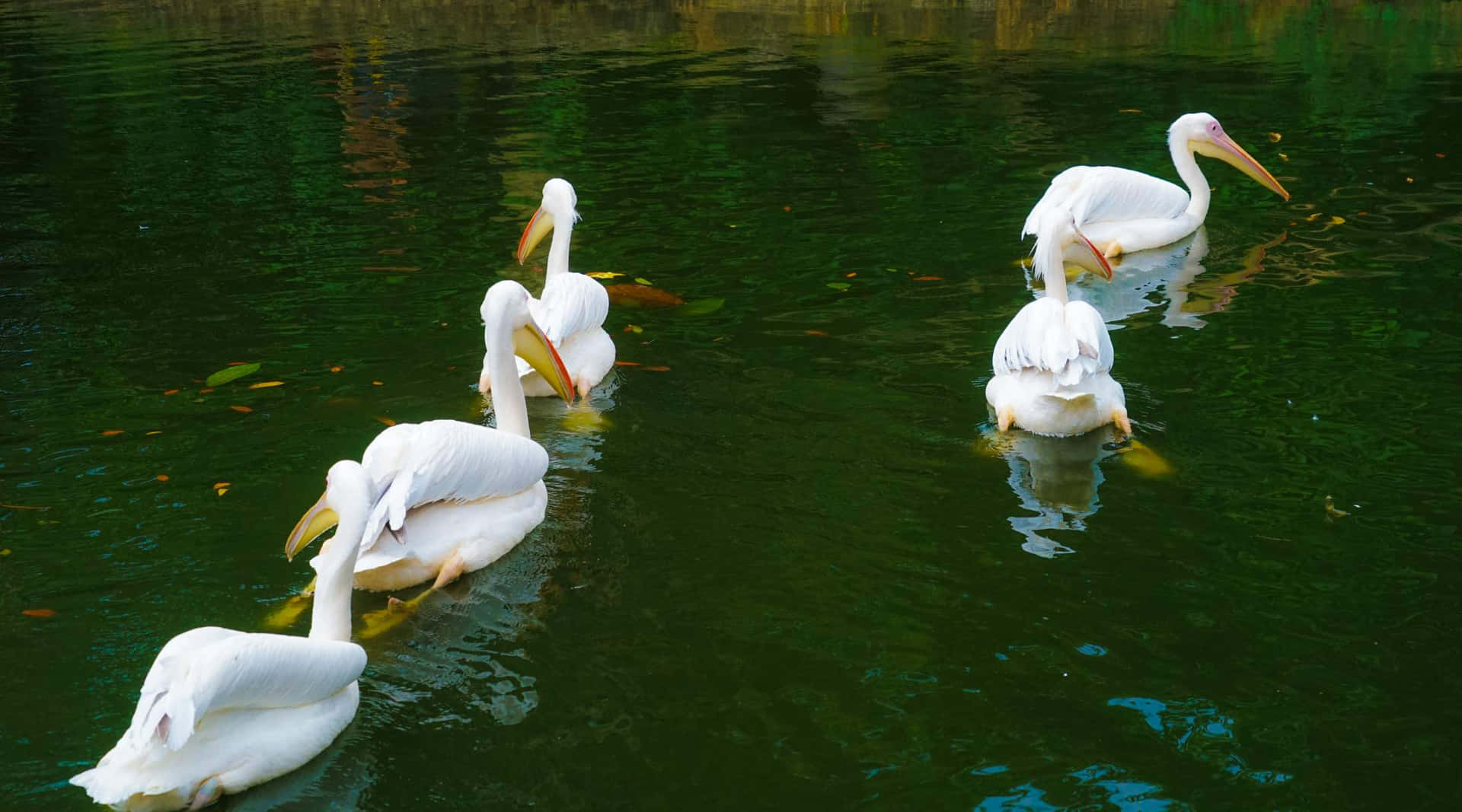 Pelicans Pond Singapore Zoo Wallpaper