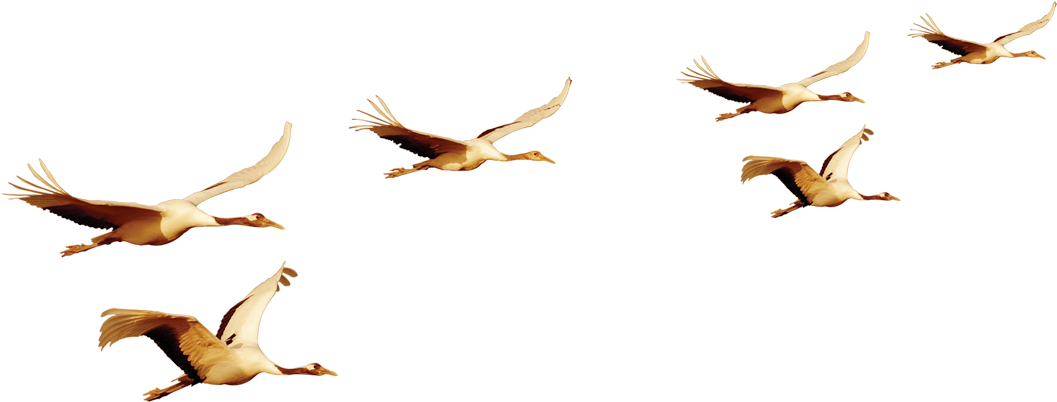 Pelicans_in_ Flight_ Formation PNG