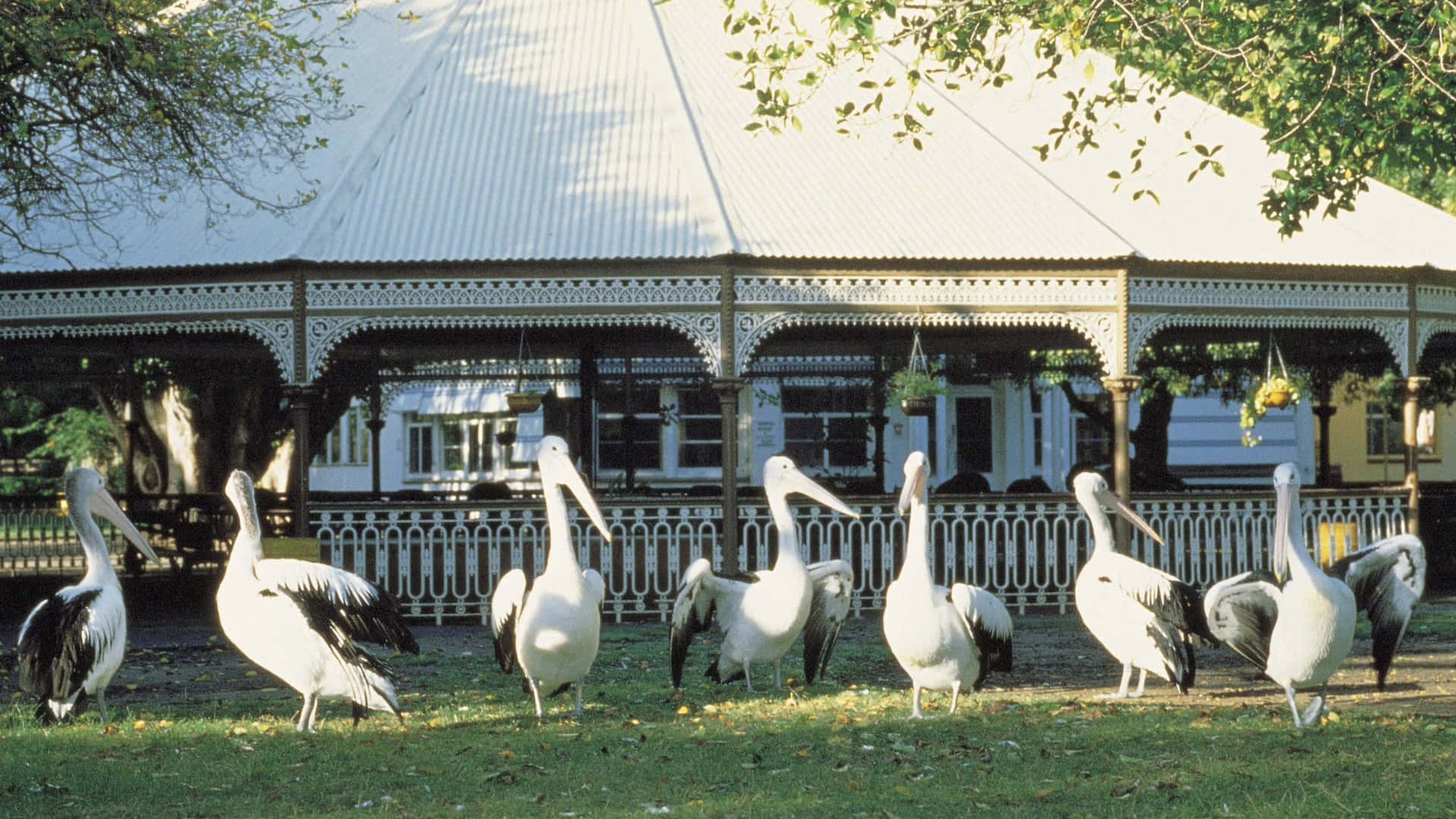 Pelicansat Adelaide Zoo Rotunda Wallpaper