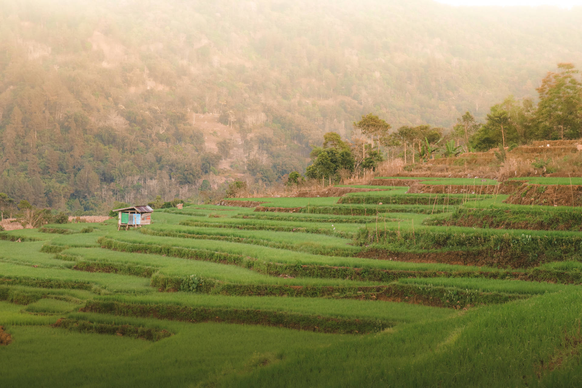 Pemandangan Rice Terraces Wallpaper
