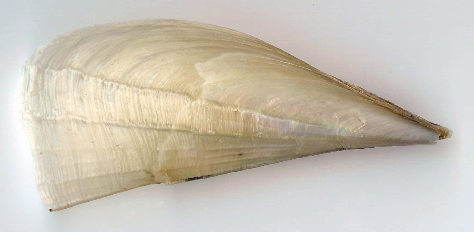 Pen Shell Bivalve Mollusk Wallpaper