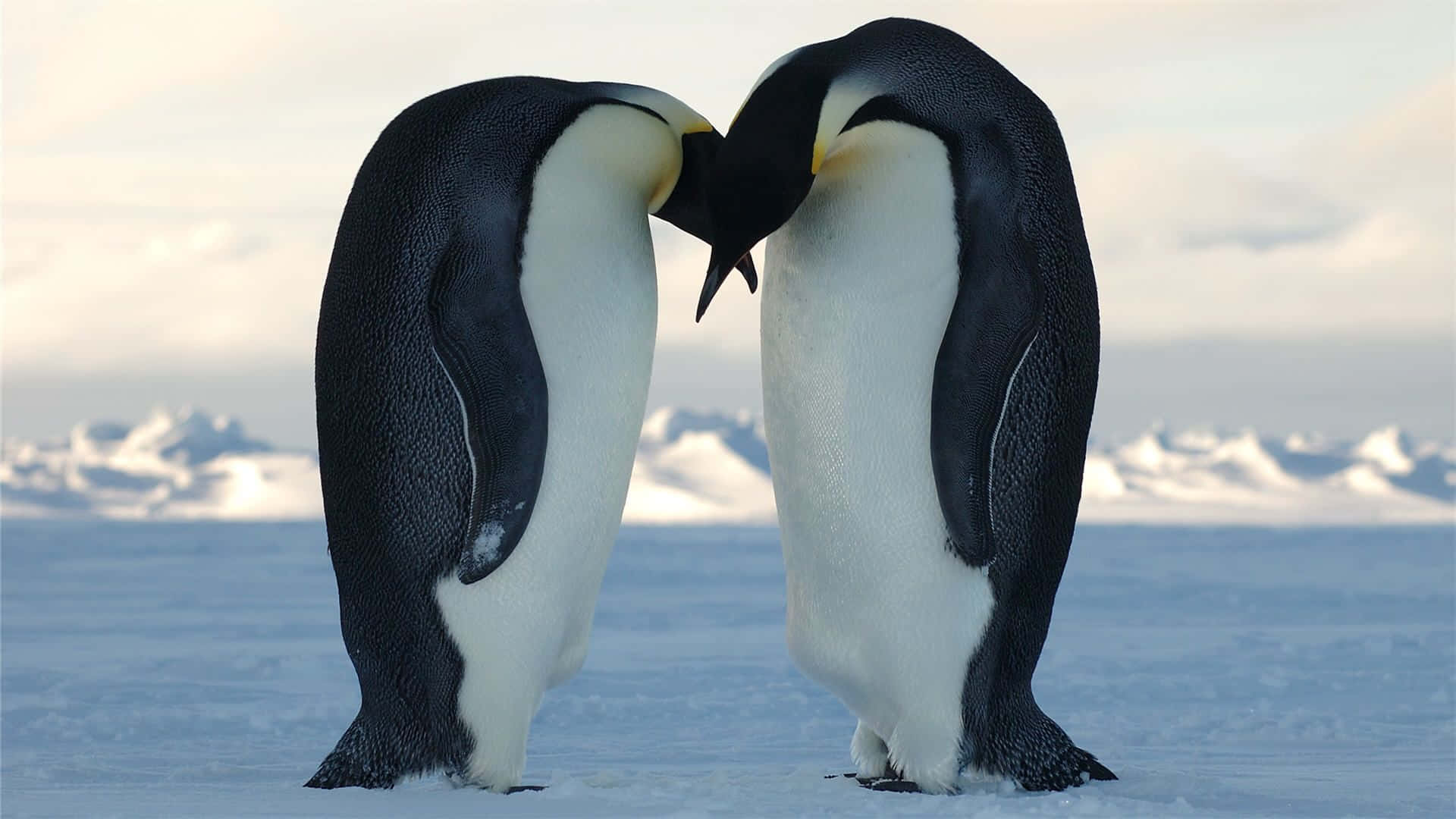 Adorable Penguin Cuddles Up to Stay Warm