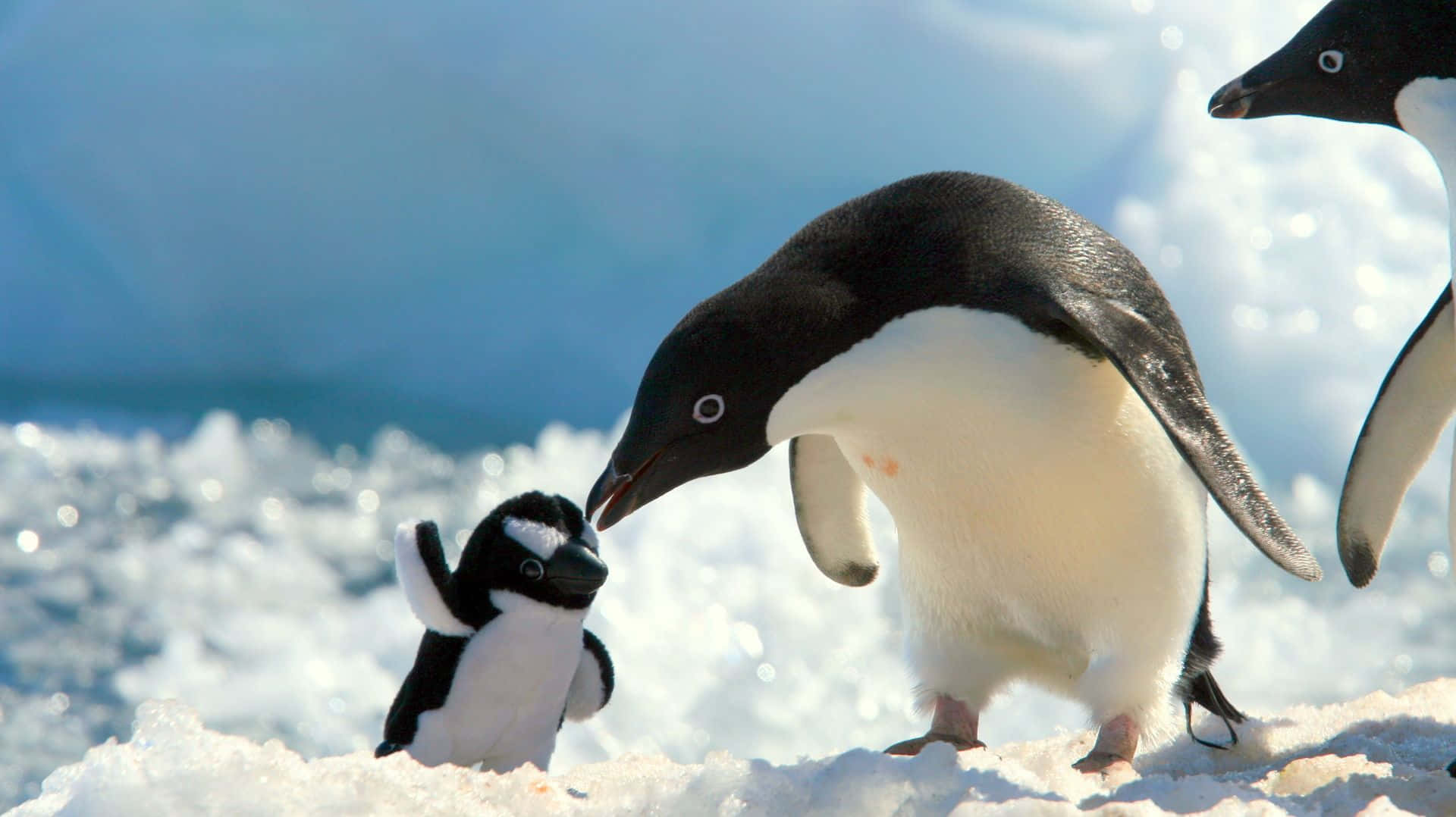 Enfamilj Av Pingviner Njuter Av Den Antarktiska Landskapet
