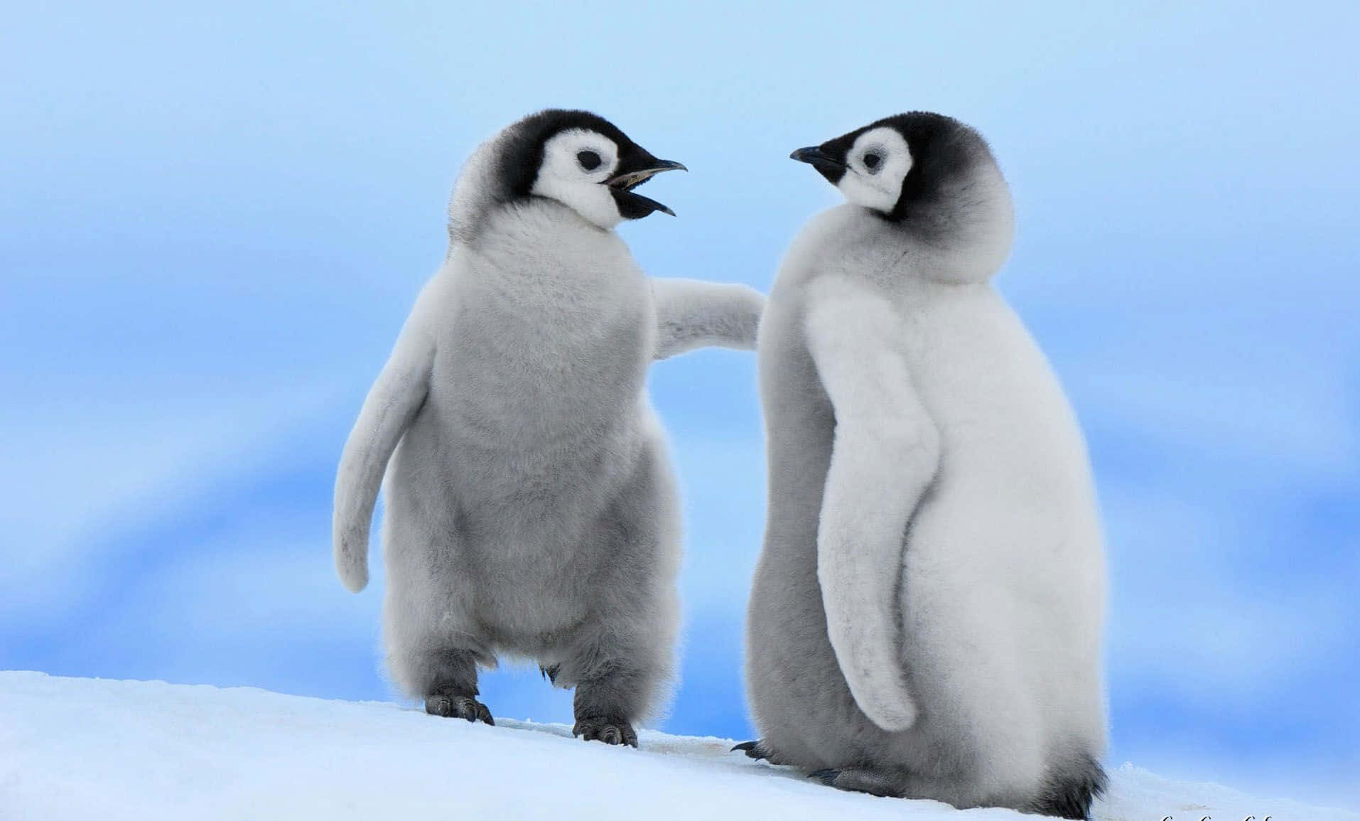 Niedlichesbaby-pinguin Genießt Einen Snack Am Strand Der Antarktis.