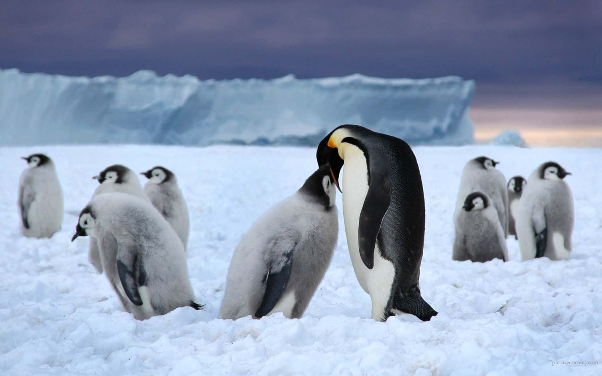 Envacker Kejsarpingvin Sticker Ut Mot Den Snötäckta Antarktiska Bakgrunden.