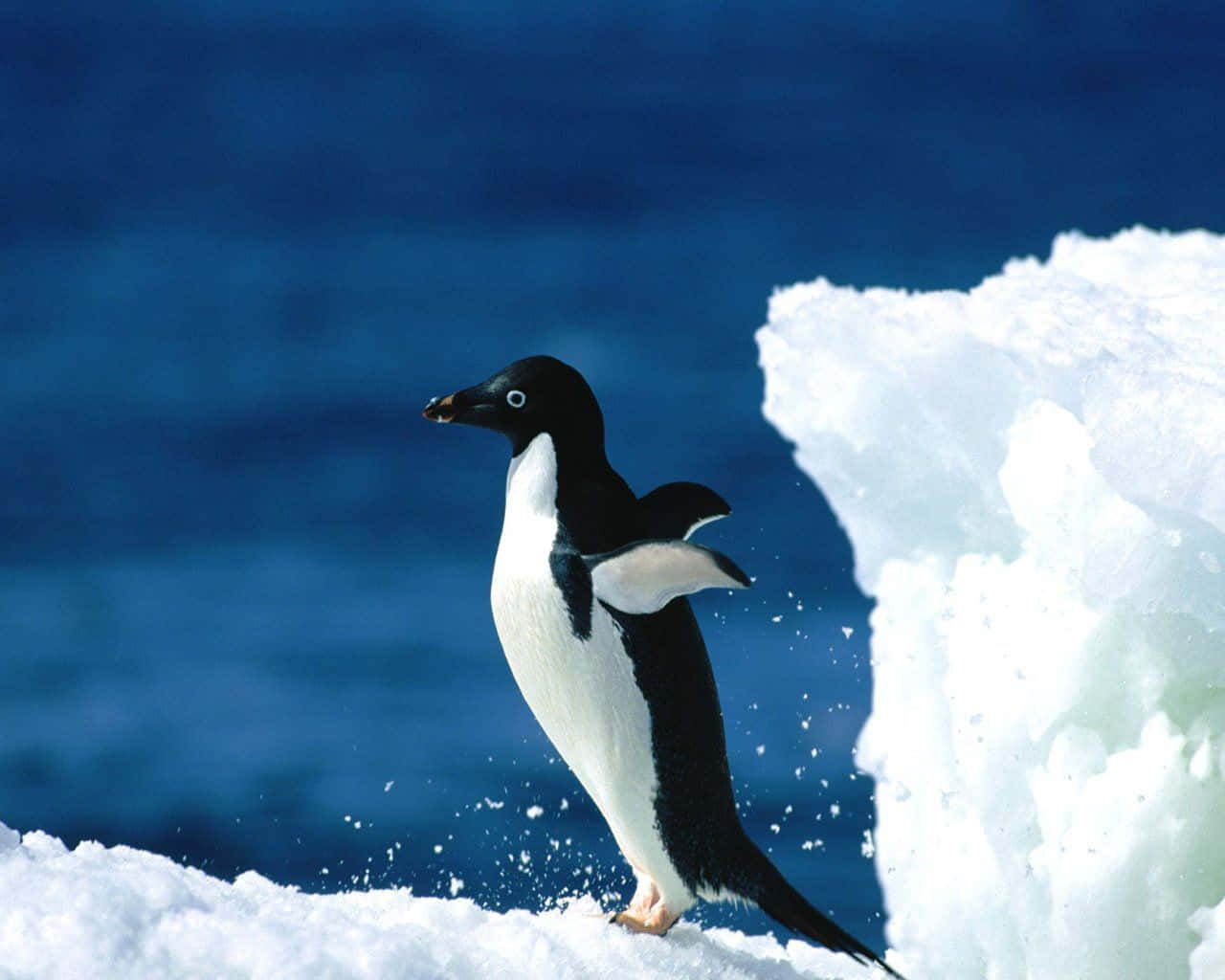Adorable Emperor Penguin Enjoying a perfect winter day