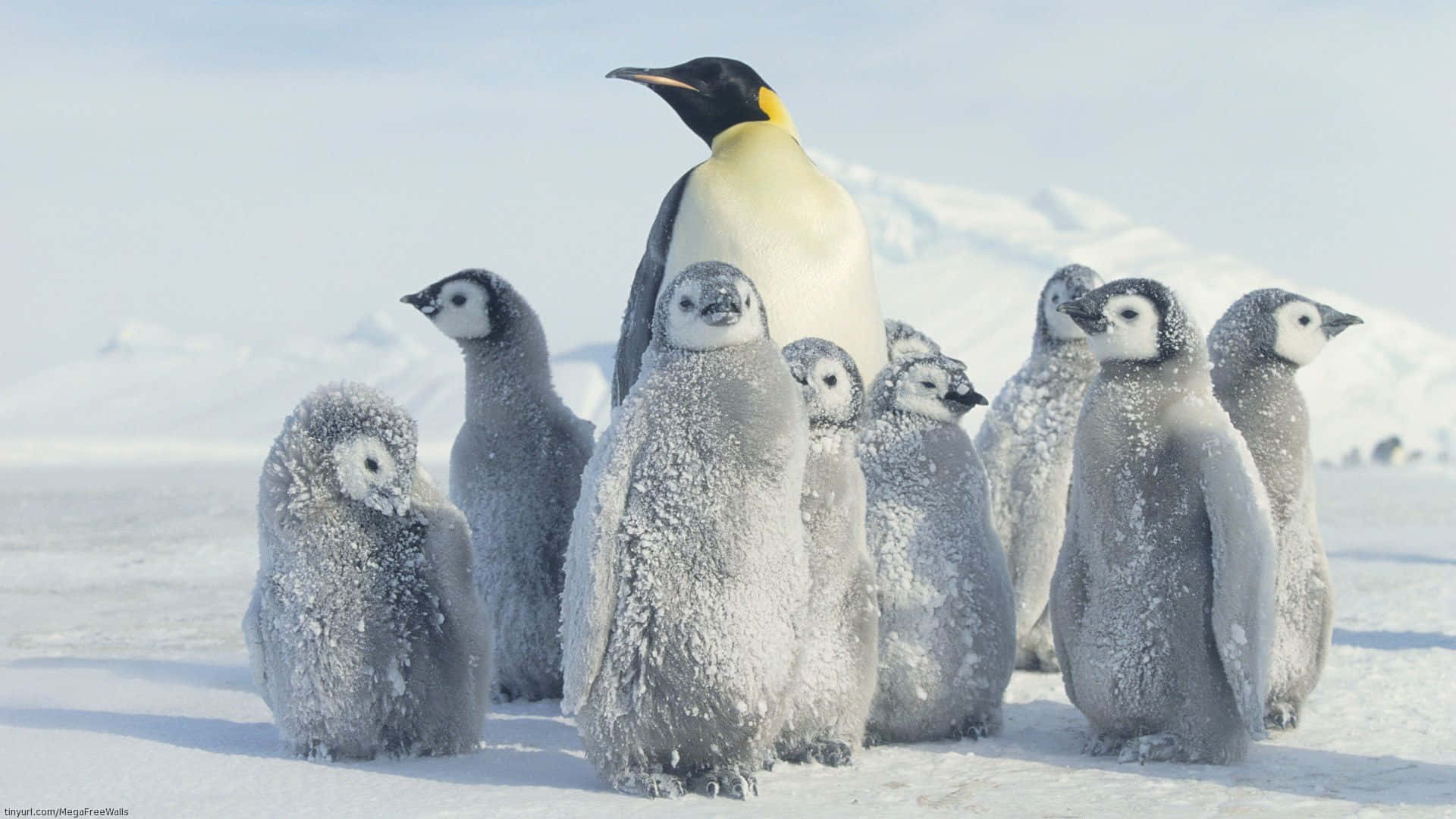 A Penguin And His Family Standing In The Snow