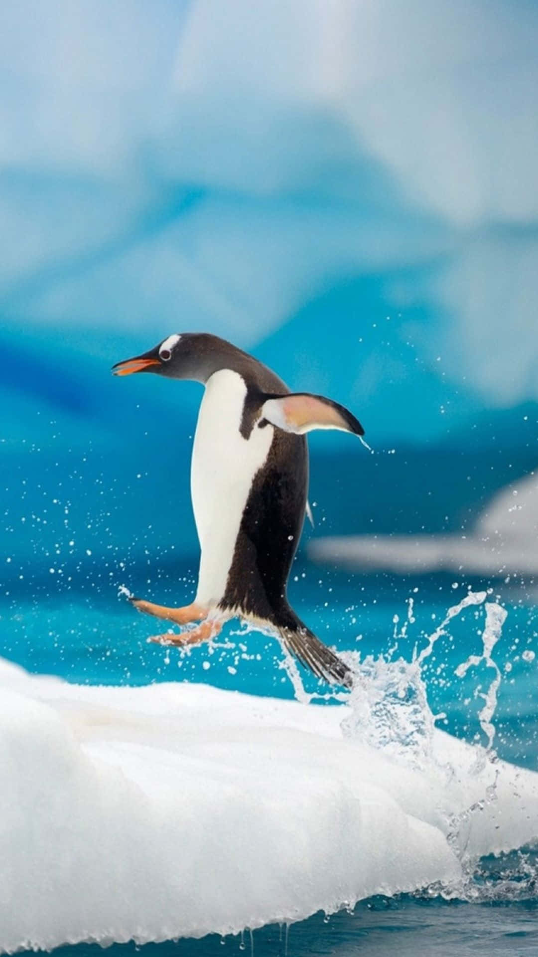 Liebenswertegruppe Von Gentoo-pinguinen, Die Sich In Der Kalten Antarktis Zusammenscharen.