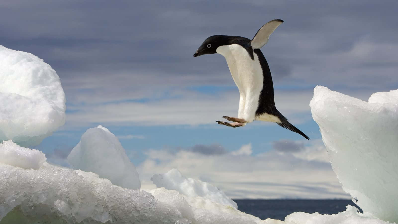 A cute little penguin making its way across the ice