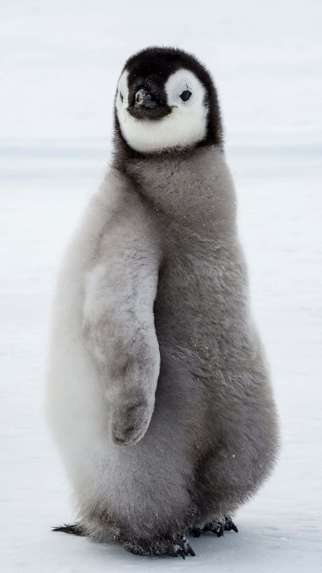 Pingvinermarcherer Ind I Den Arktiske Vinter.