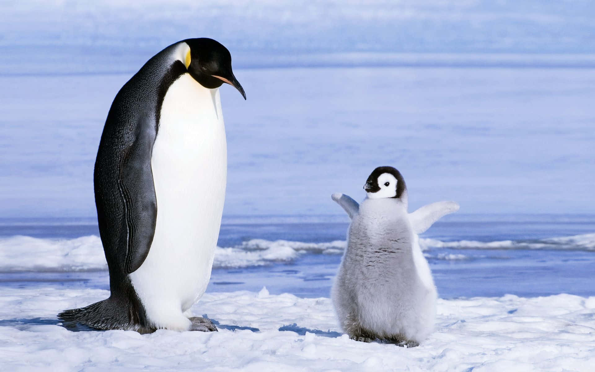 Engentoo-pingvin Står Högst Upp På En Isig Sluttning På En Solig Antarktisk Morgon.