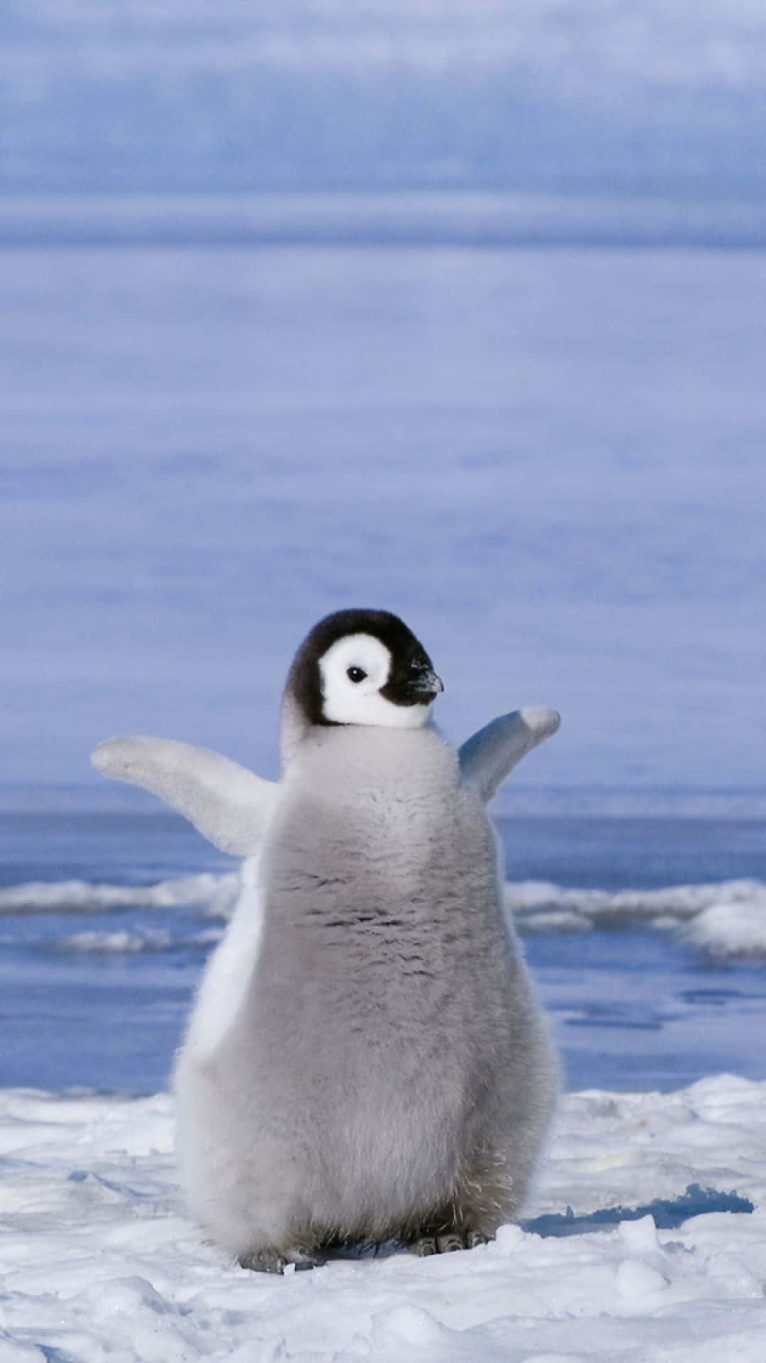 Happy penguin at its winter home