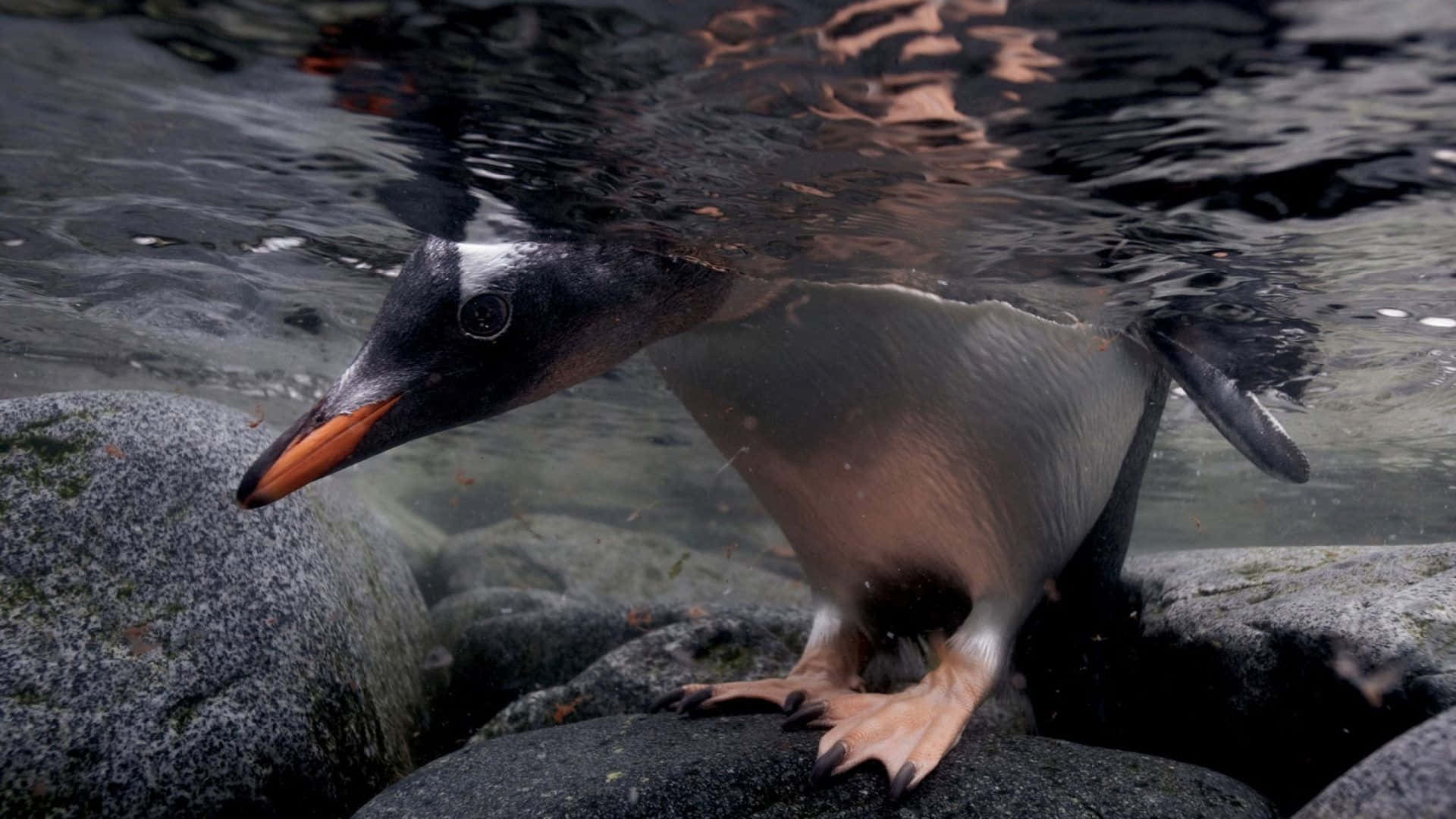 Pinguinsadoráveis Em Seu Habitat Natural.