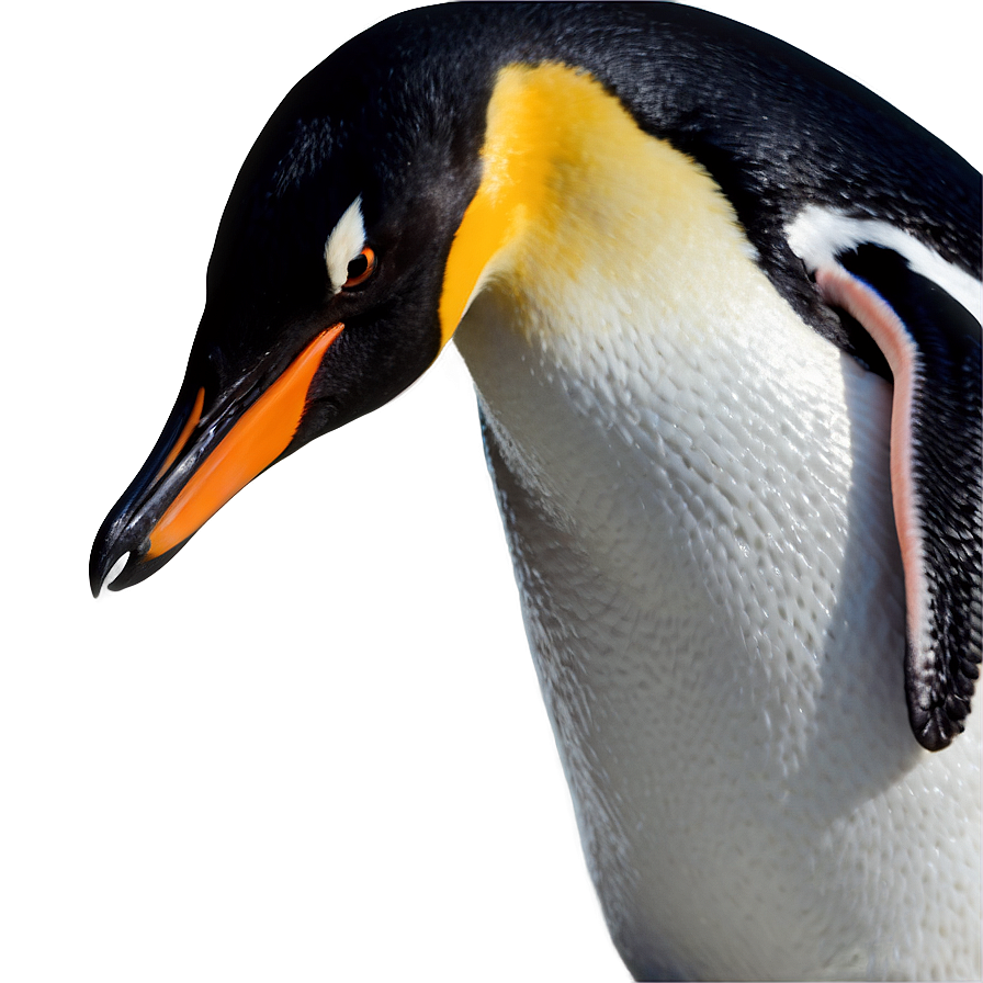 Penguin Bird Antarctic Png Gen PNG