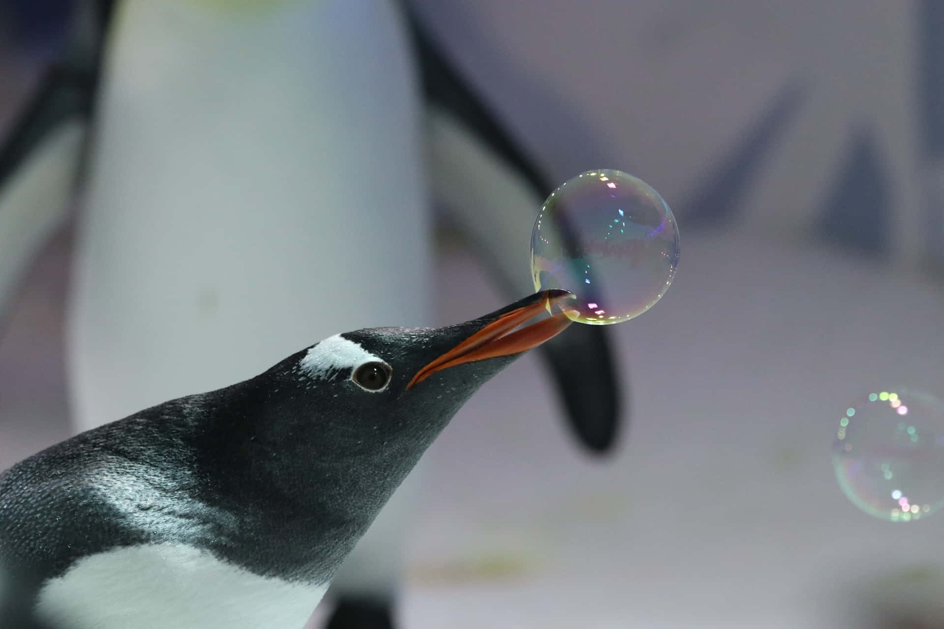 Penguin Encounterwith Bubble Wallpaper