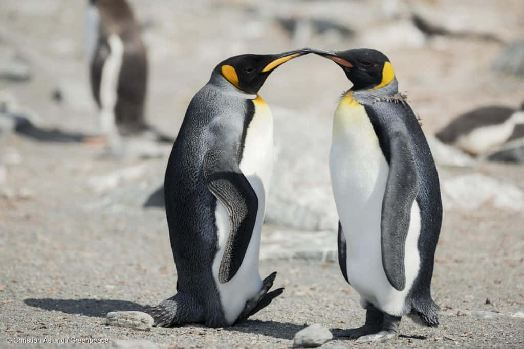 Detbästa Sättet Att Ha En Riktigt Rolig Tid Är Att Umgås Med Dina Pingvinpolare!