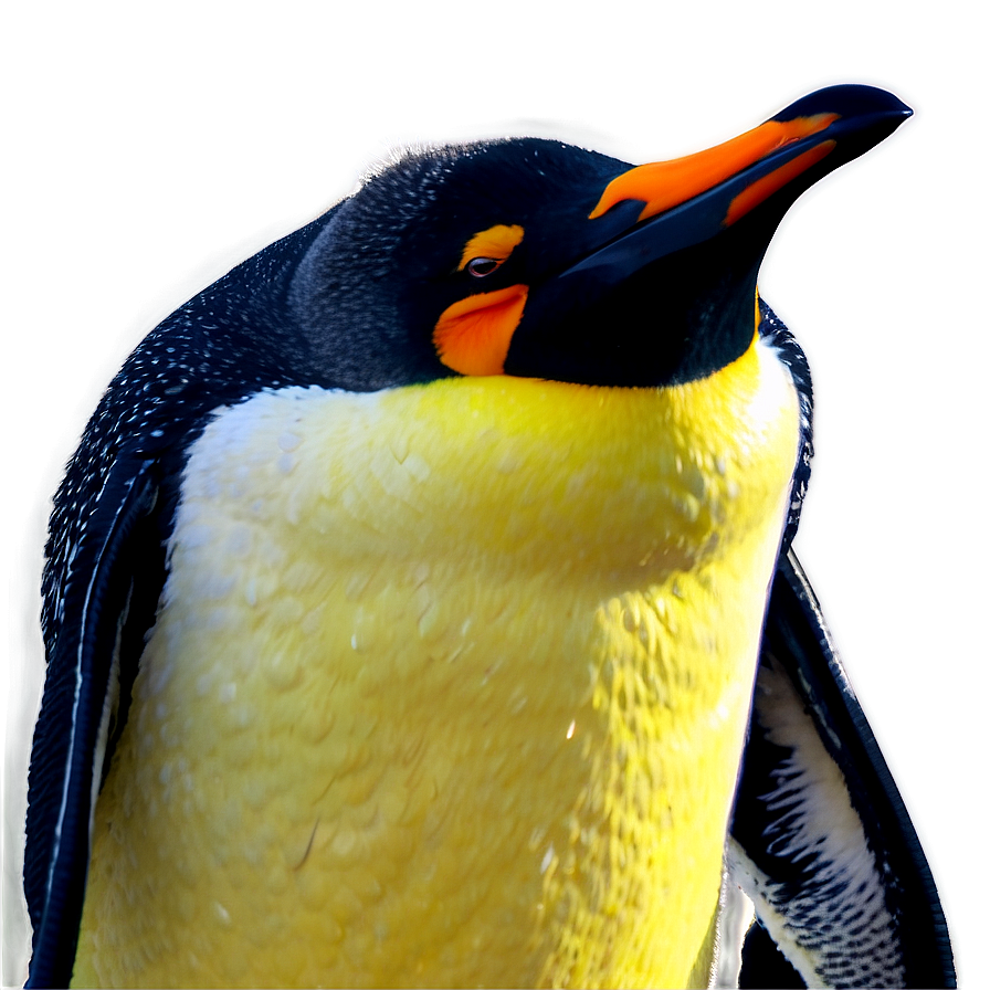 Download Penguin Outline Png Cfg63 | Wallpapers.com