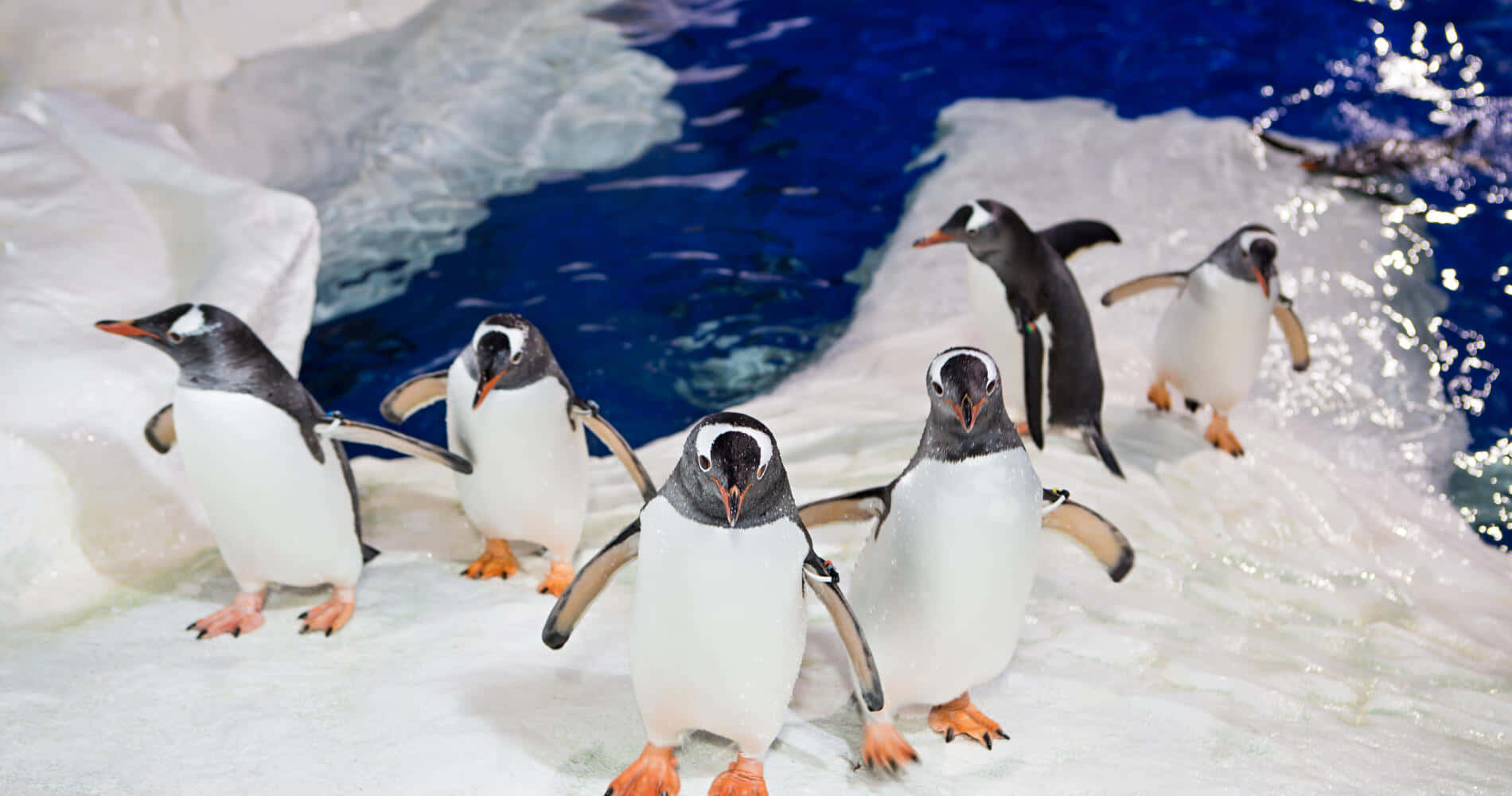 Penguin Parade Kelly Tarltons Aquarium Wallpaper