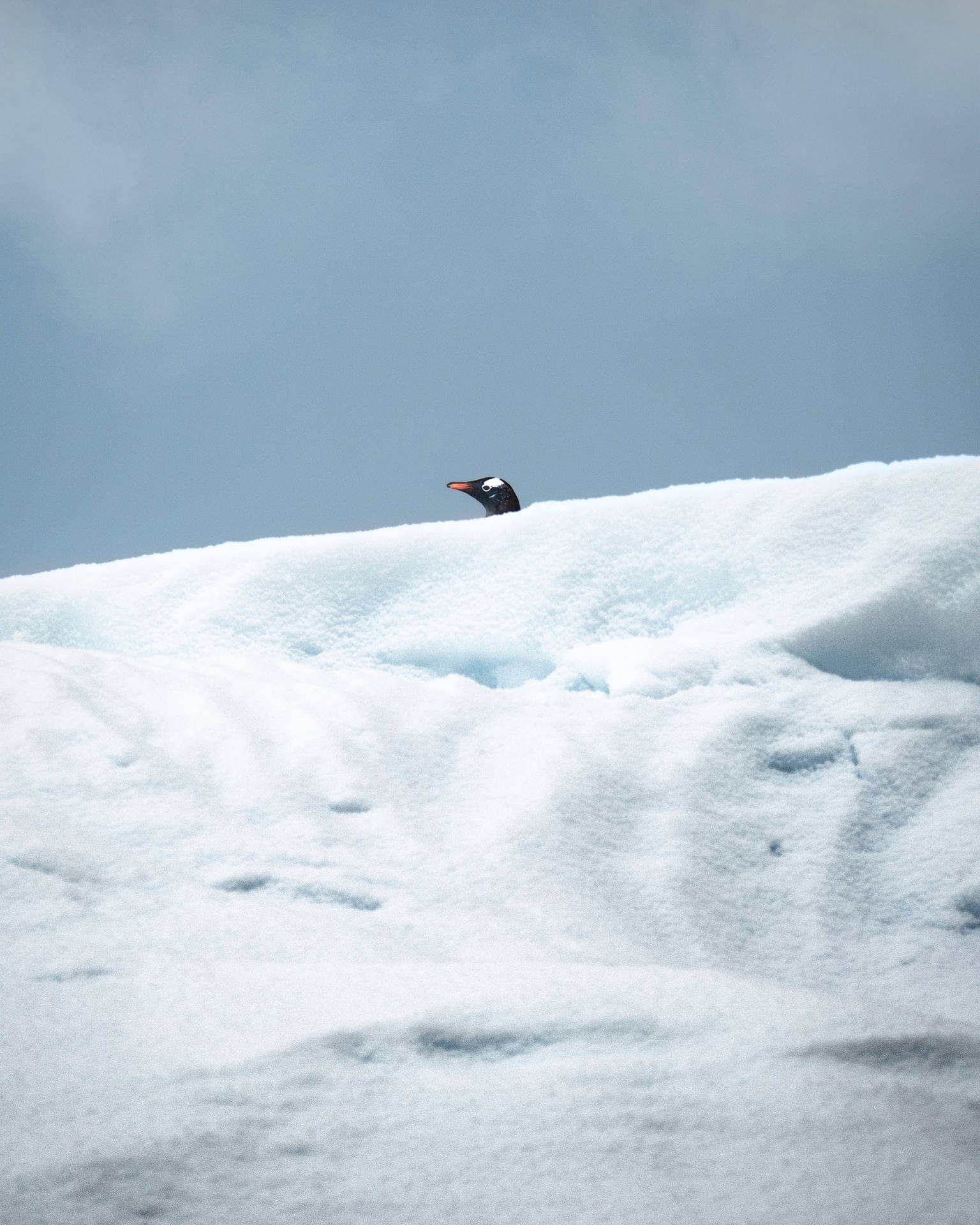 Penguin Peeking Over Ice Wallpaper