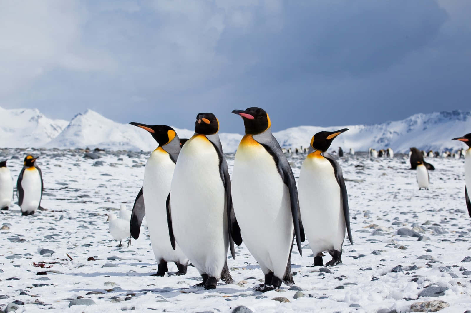 Einverspielter Baby-pinguin Watschelt An Einem Schneebedeckten Strand