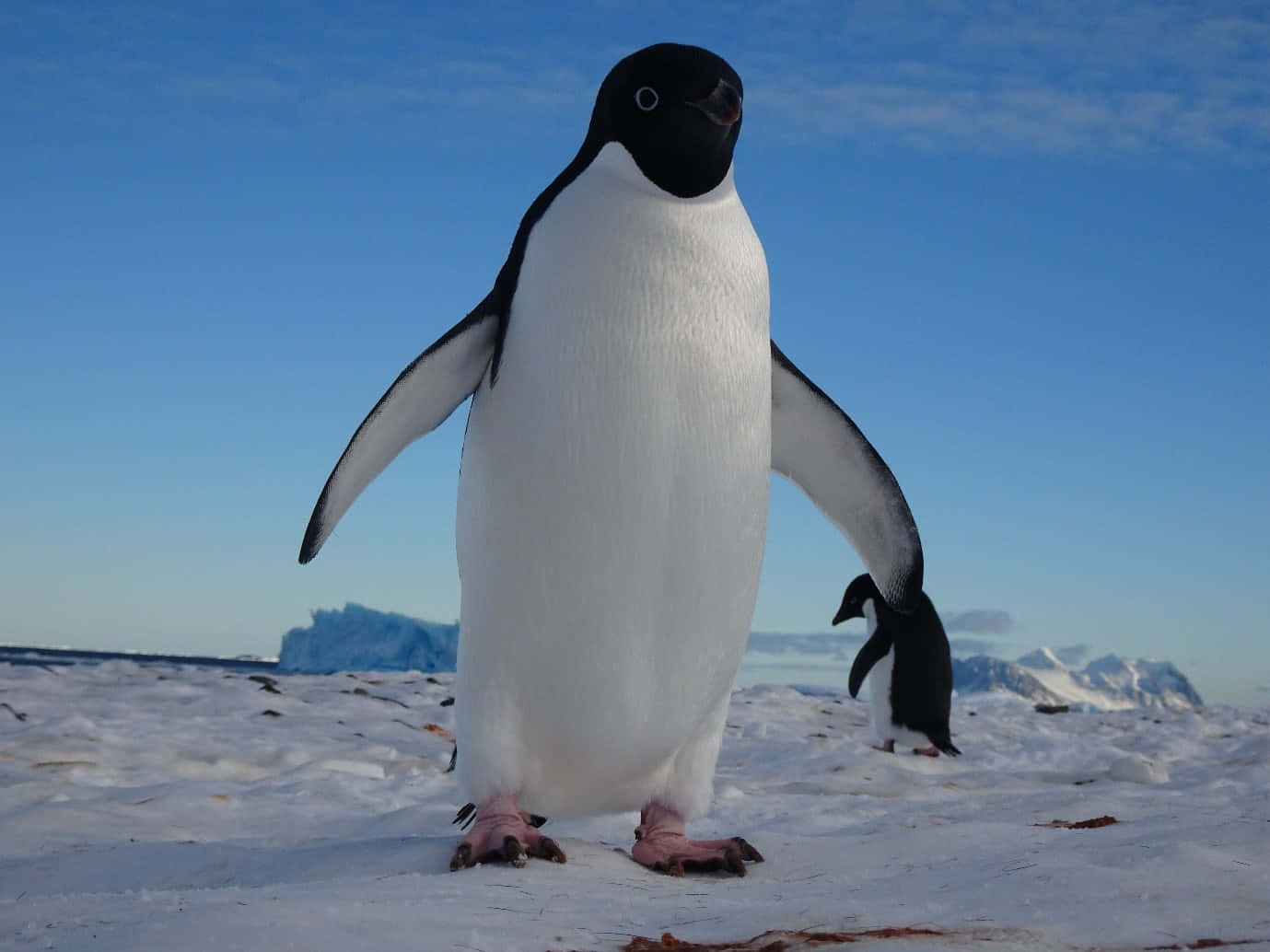 A Penguin Standing On A Snowy Beach With A Blue Sky