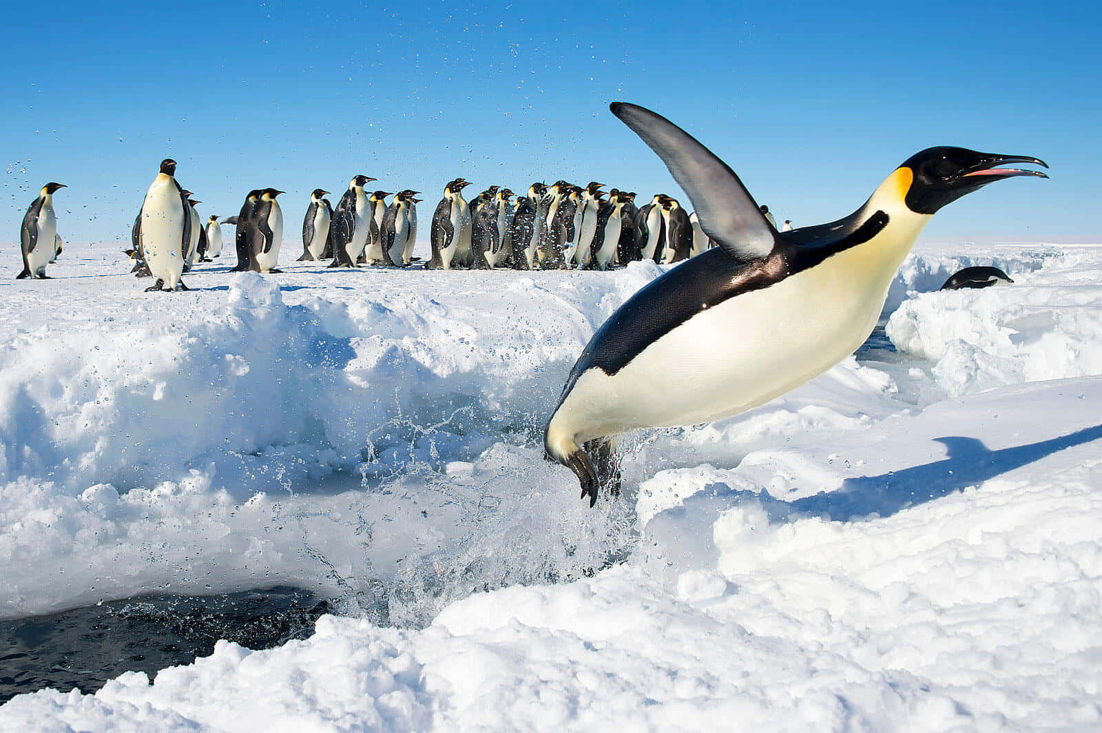 Einentzückender Pinguin Schwimmt Im Eiskalten Wasser.