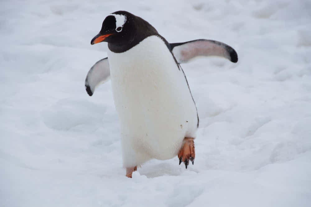 Einsüßer Pinguin Gefunden Am Südpol