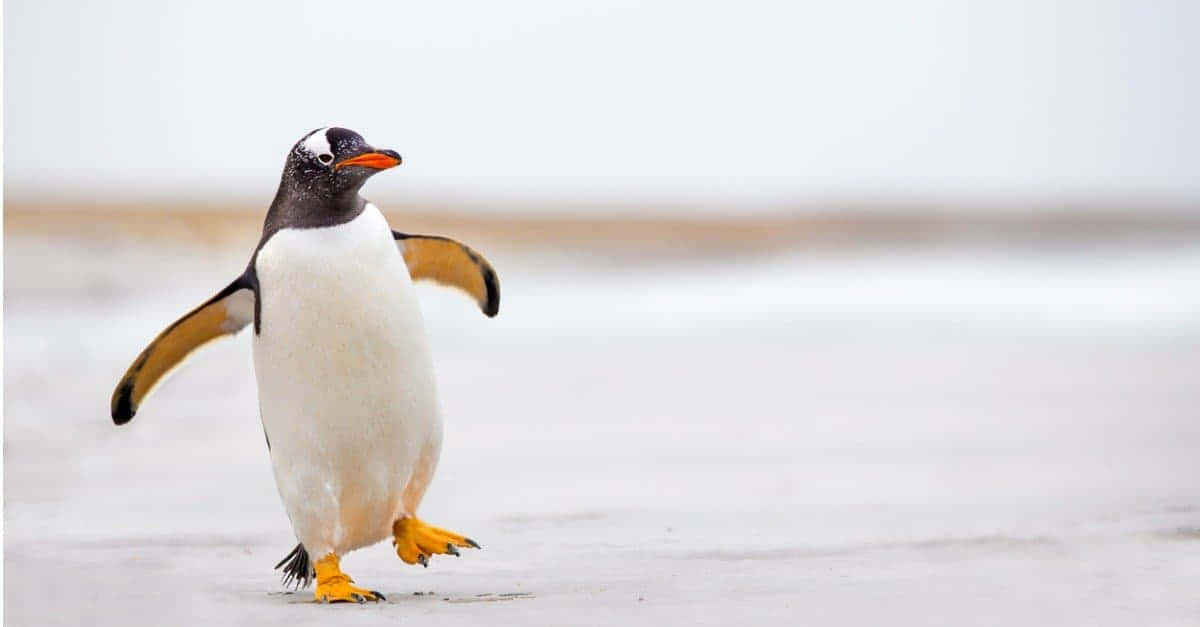 Pinguinegenießen Den Strand