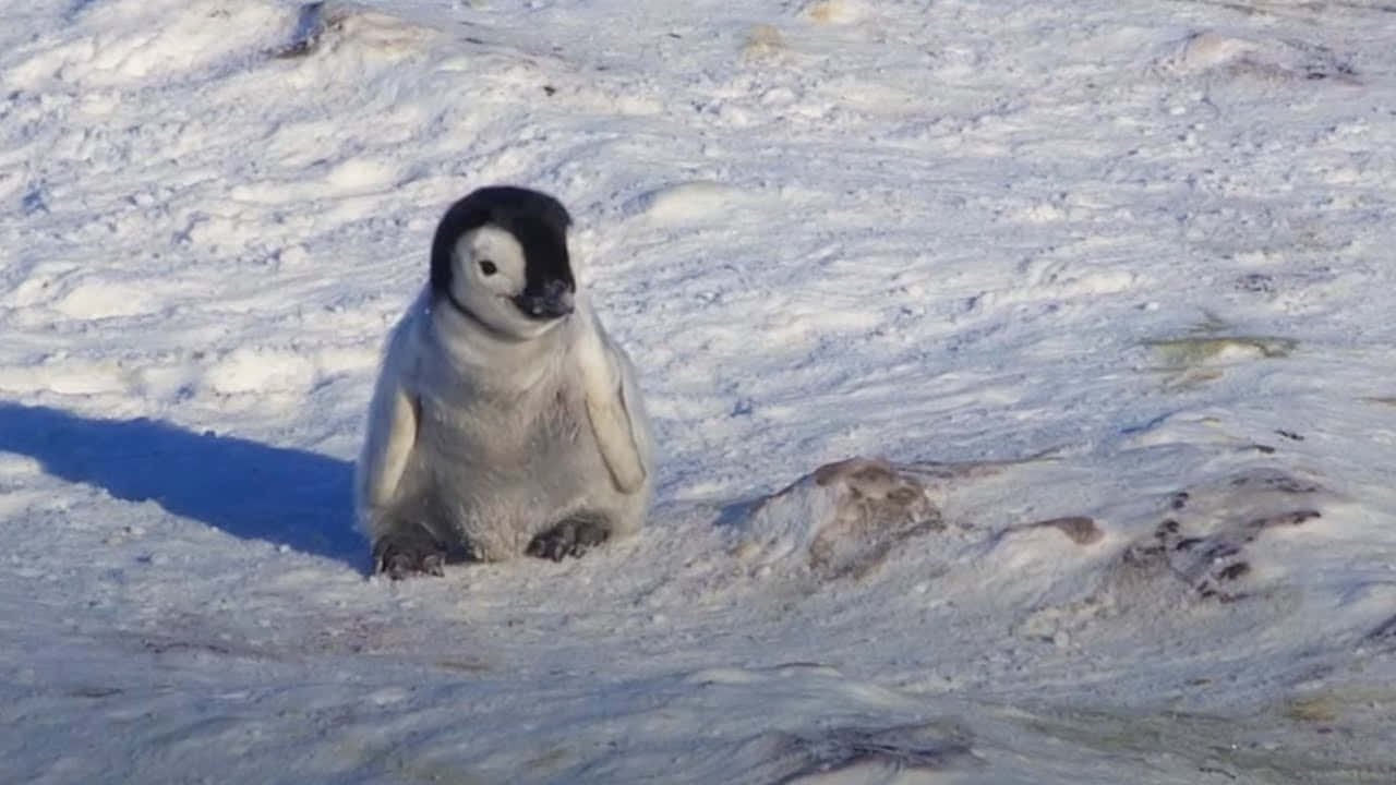 A Baby Penguin Is Standing On The Snow