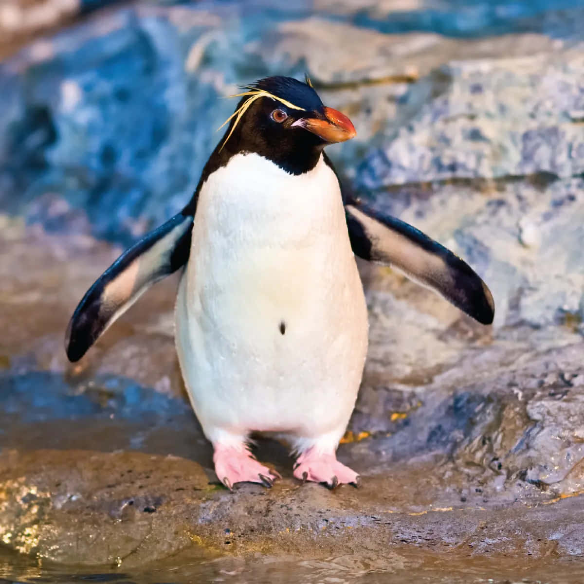 Umpequeno Pinguim Nada Graciosamente No Meio De Um Cardume De Peixes.