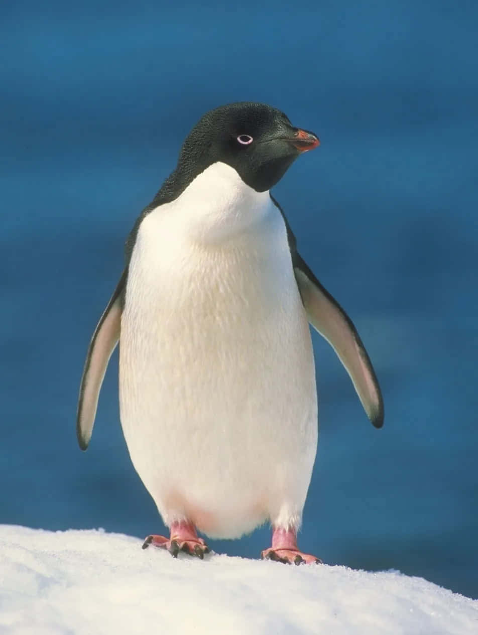 Pingvinernastår Redo Att Marschera I Formation.