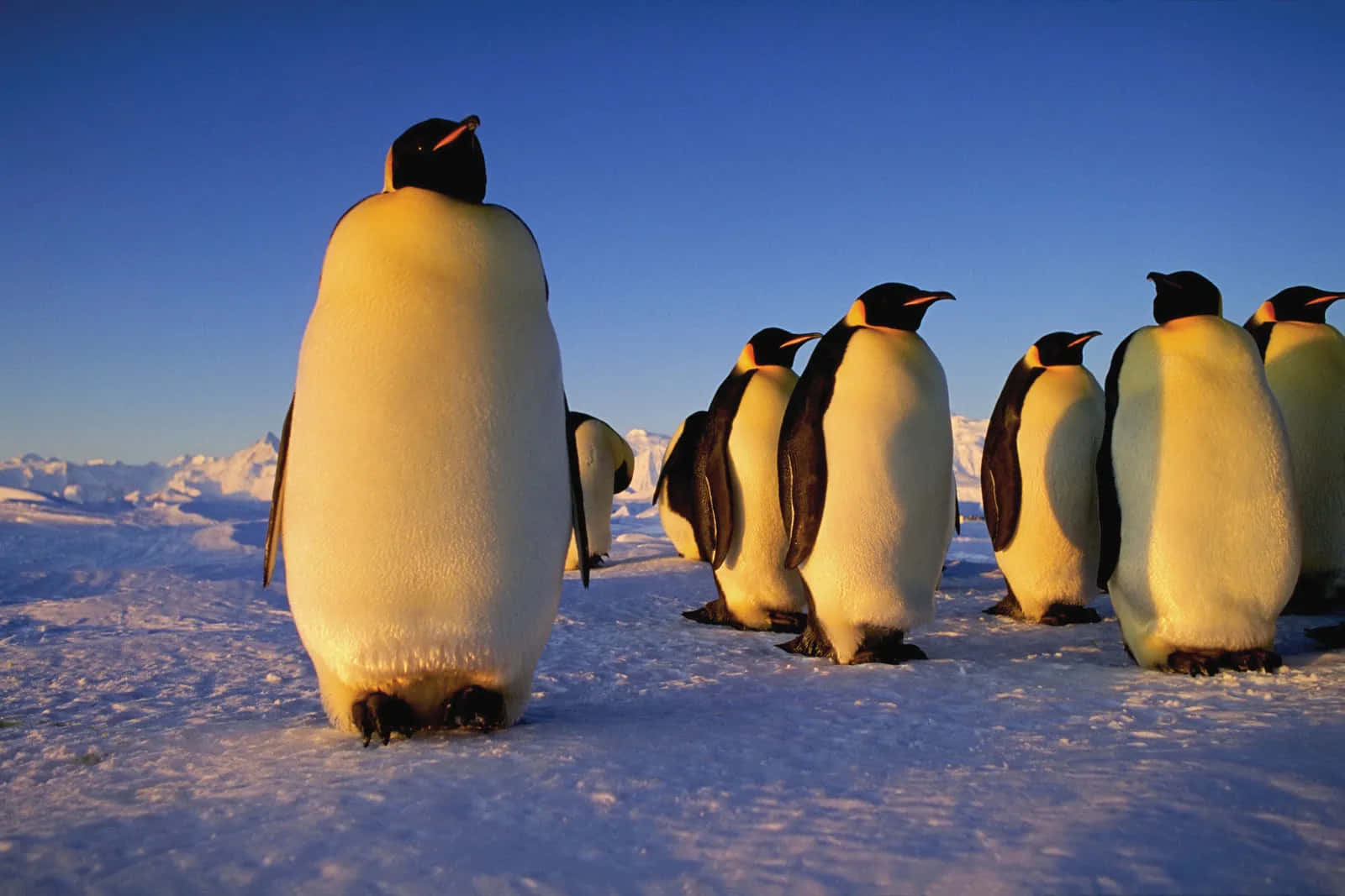 Niedlichesantarktisches Tier - Ein Pinguin Steht Stolz Da.