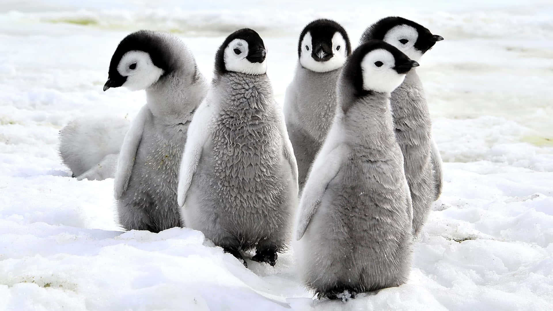 Love is in the air with these extra cuddly penguins