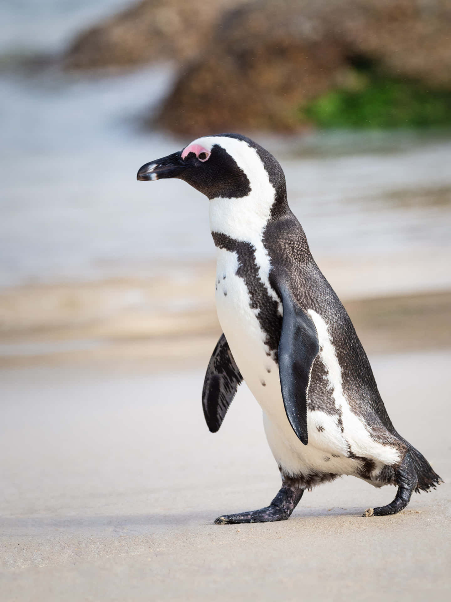 A Penguin Walking On The Beach Near The Ocean