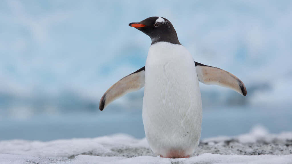 The emperor penguin stands tall at the peak of the icy mountain