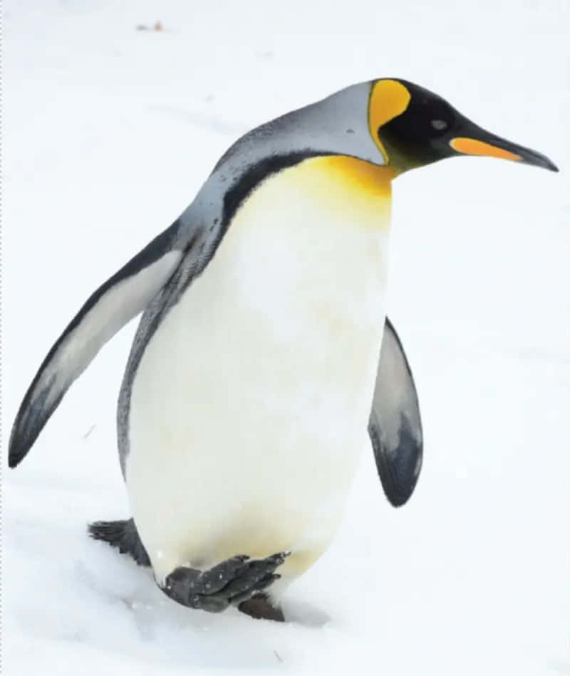 Kejserpingvineri Antarktis
