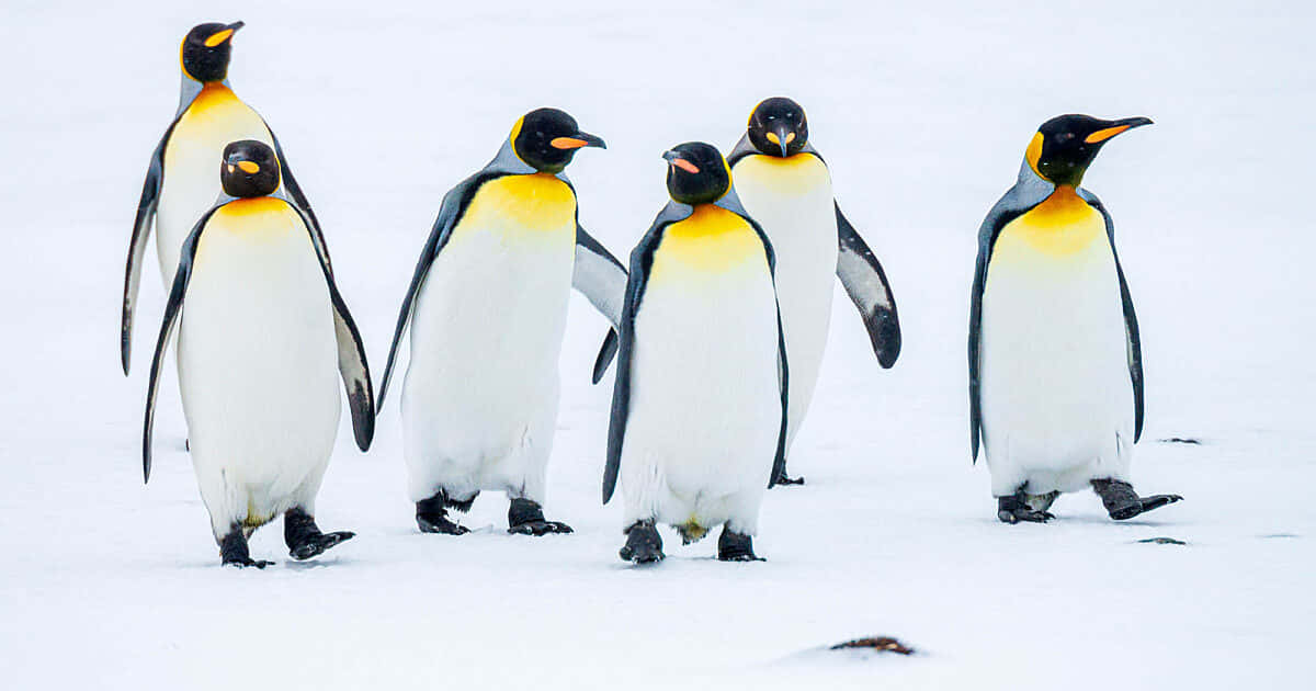 A family of Adelie penguins huddling close in Antarctic snow