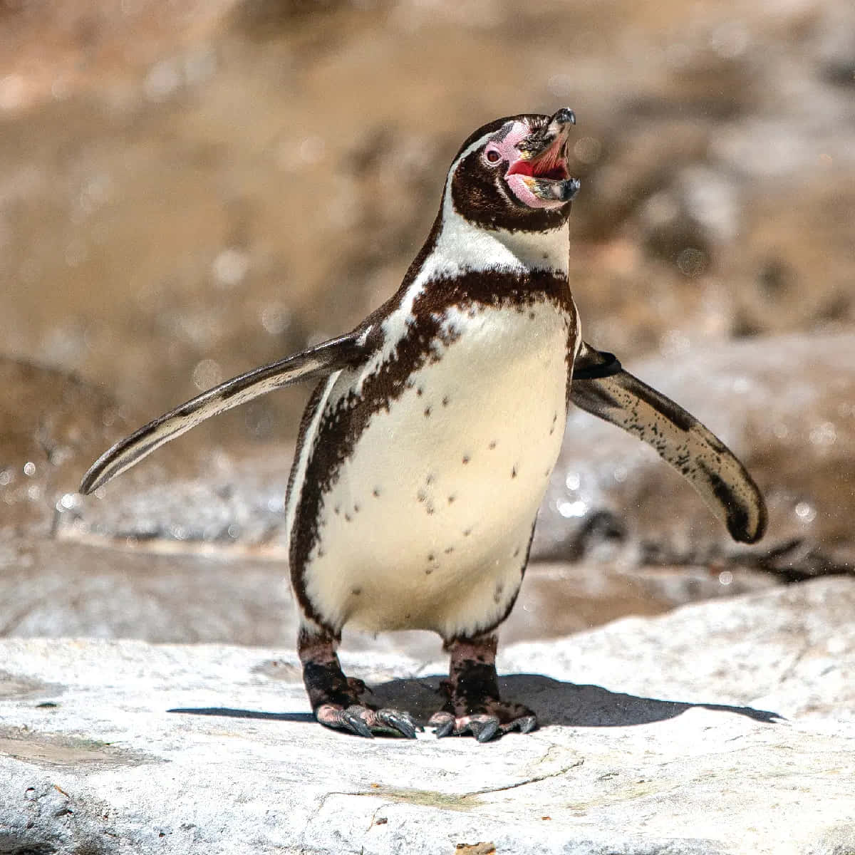 Niedlicherverkleideter Pinguin