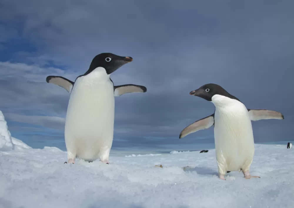 Einadeliepinguin, Der In Der Antarktis Schläft.