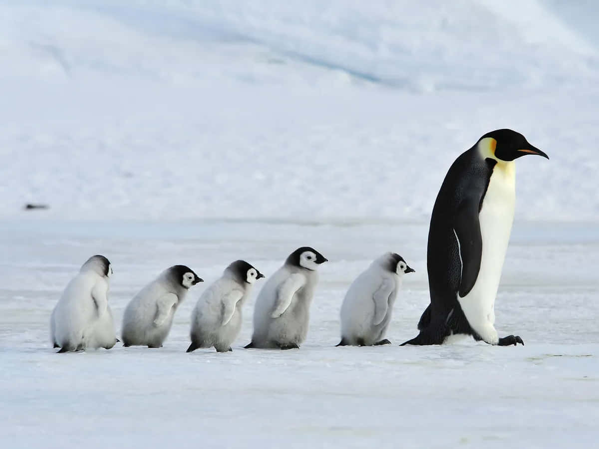 'Gentoo Penguins Playing'