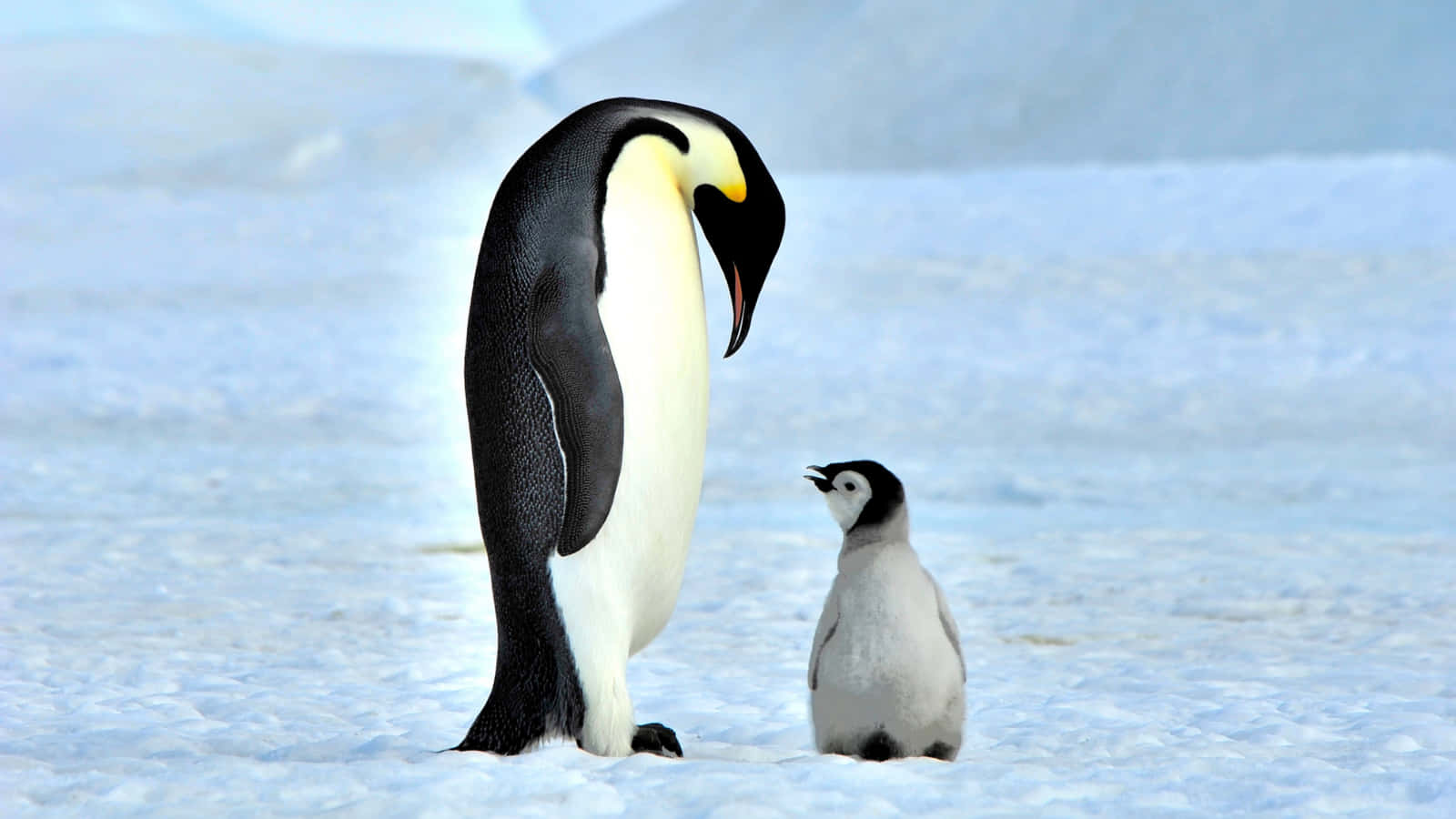 Engentoo-pingvin Der Viser Et Forskelligt Perspektiv Af Sin Smukke Omgivelse.