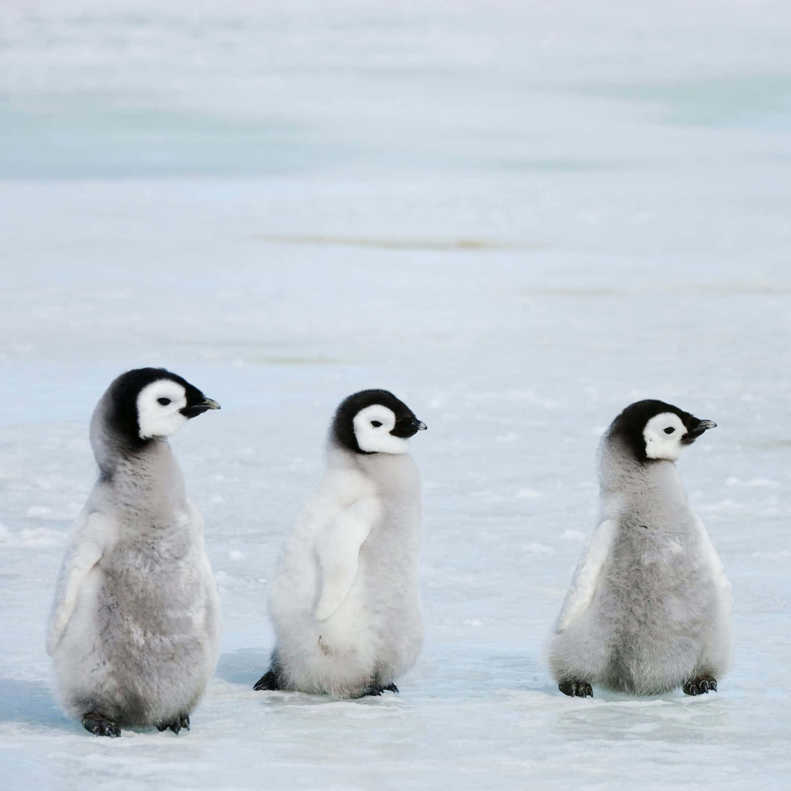“Rockin’ the Tuxedo: A Gentoo Penguin Sporting Its Signature Look.”
