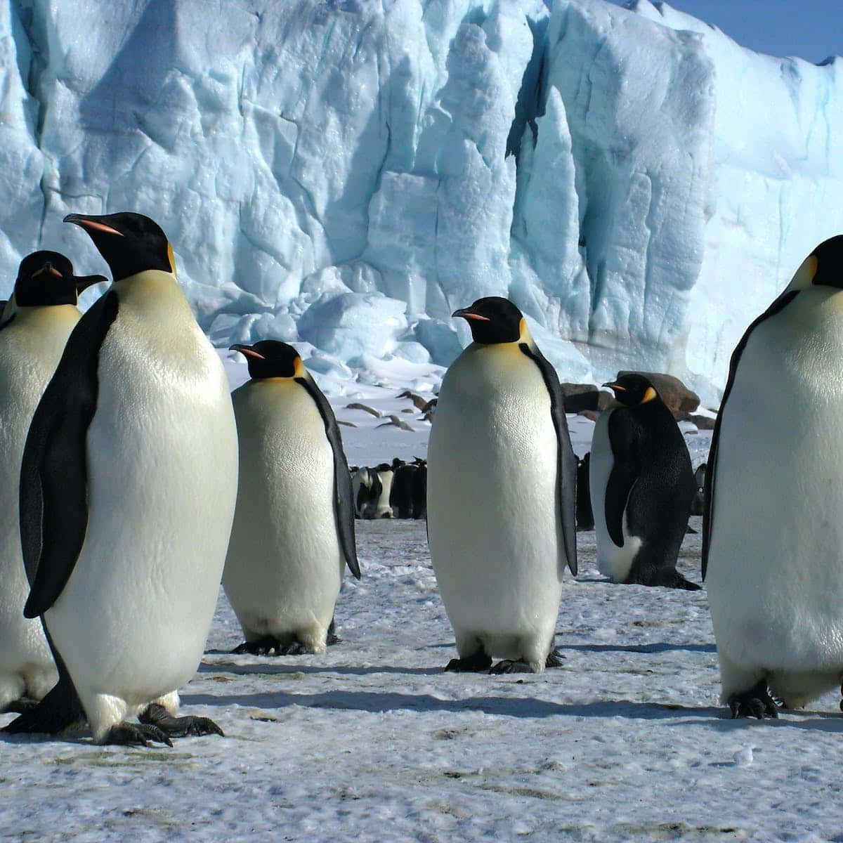 Einegruppe Von Pinguinen Steht Im Schnee.