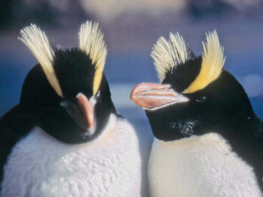 Ennärbild På En Pingvin Som Står Lyckligt I Sin Naturliga Miljö