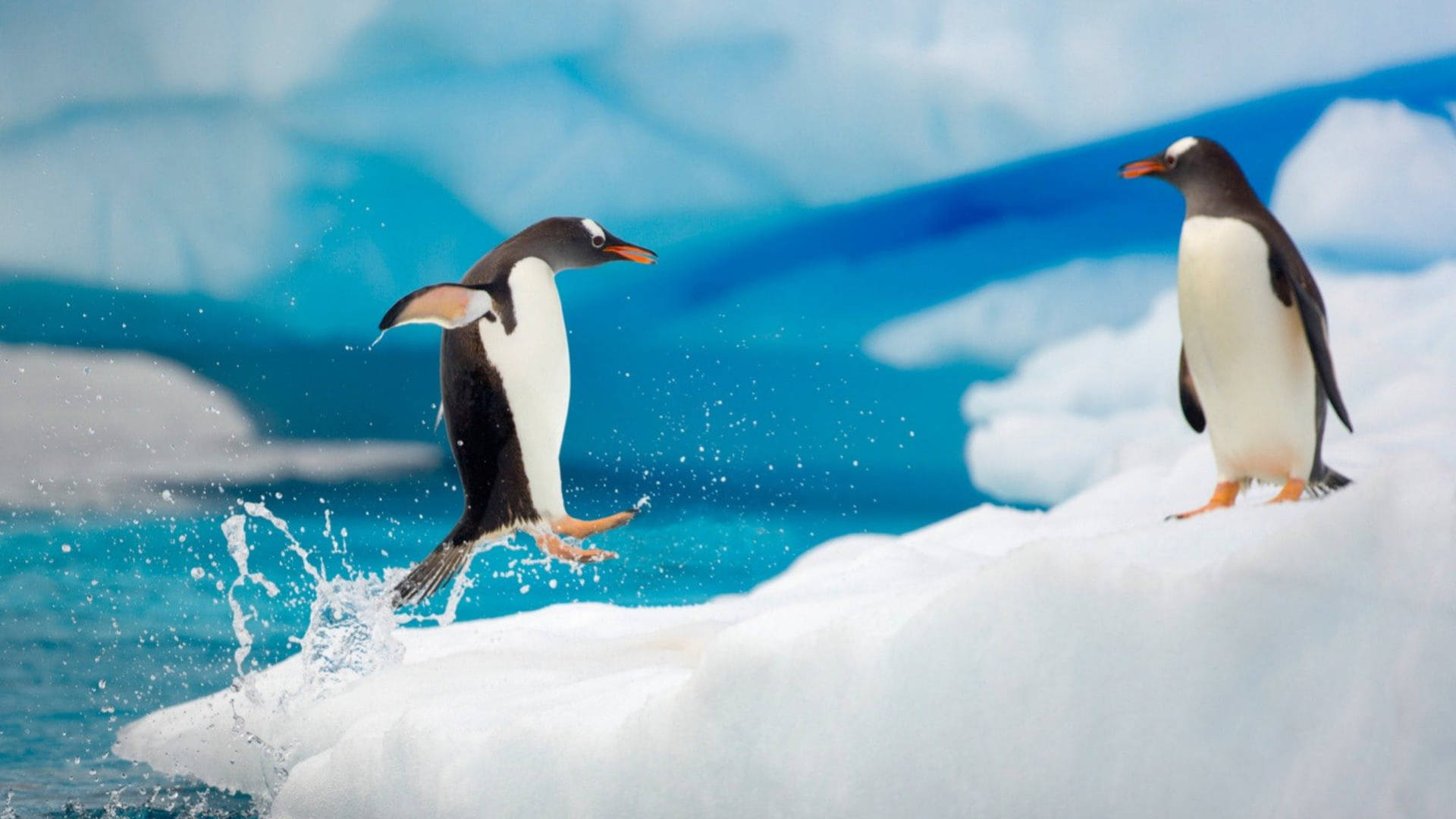 Pingviner I et Koldt Antarktisk Vinter Wallpaper