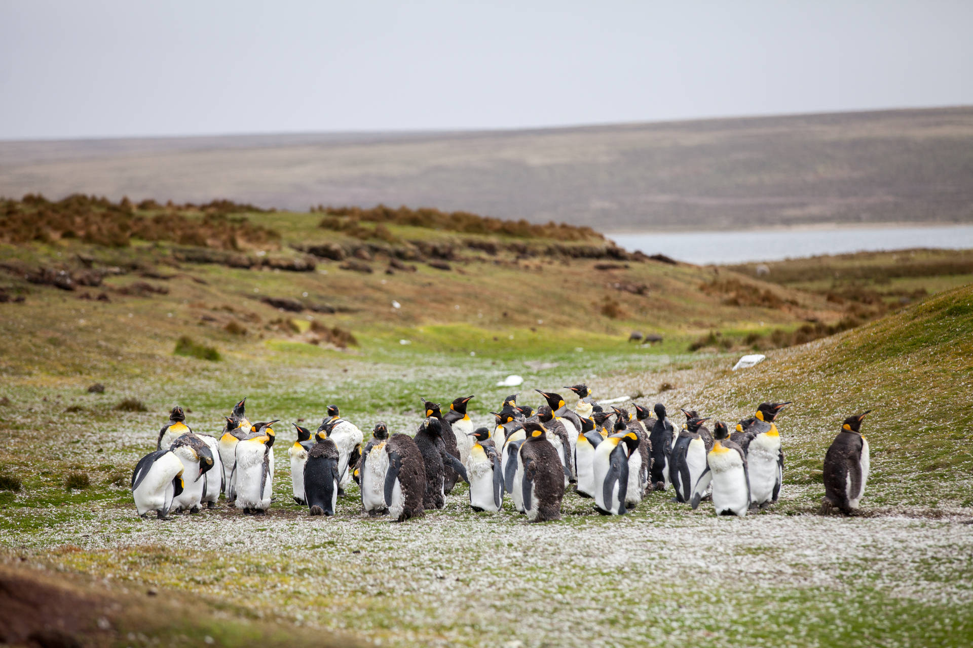 Penguins In Green Fields Wallpaper