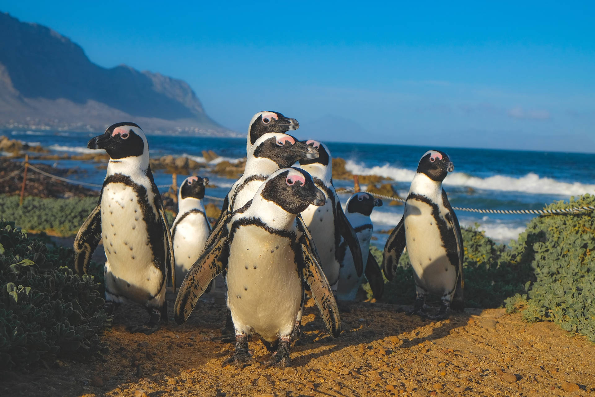 Penguins On Full Screen Desktop Wallpaper