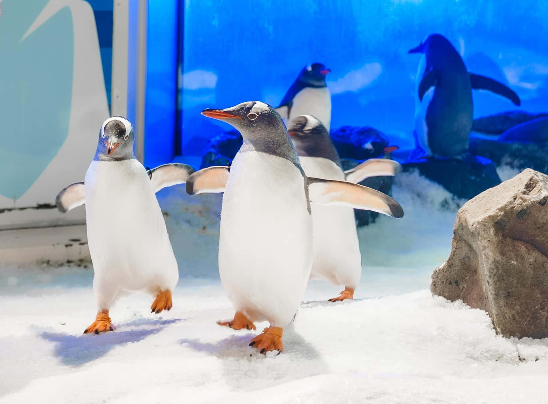 Penguins Parade Kelly Tarltons Aquarium Wallpaper